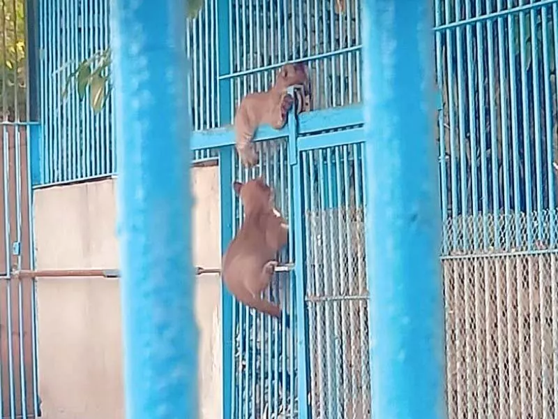 two puma cubs playfully explore their new home at korangi zoo photo express two puma cubs playfully explore their new home at korangi zoo photo express