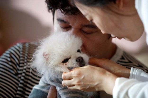 kang sung il a pet funeral manager and his wife ham jin seon play with their pet dog sancho at his home in incheon south korea january 15 2019 photo reuters