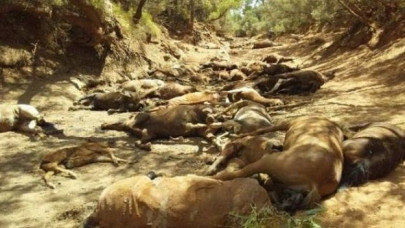 more than 90 wild horses die in australia s heat wave more than 90 wild horses die in australia s heat wave