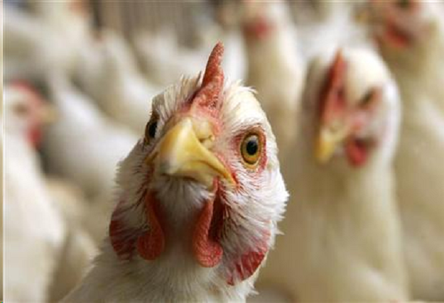 k p to distribute hens roosters to more than 100 000 families