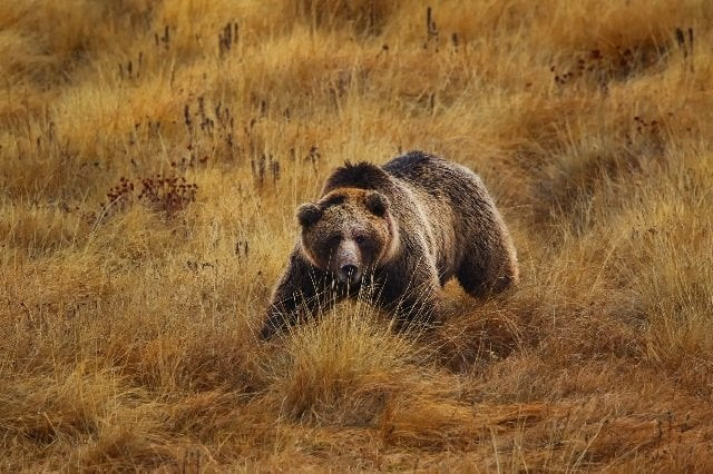 brown bear in deosai national park photo courtesy awais ali sheikh brown bear in deosai national park photo courtesy awais ali sheikh