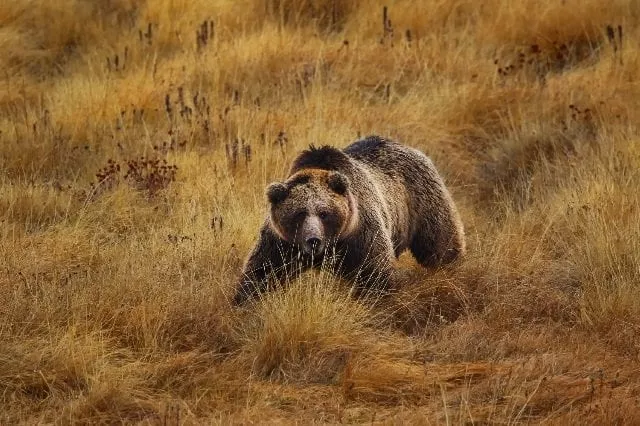 brown bear in deosai national park photo courtesy awais ali sheikh brown bear in deosai national park photo courtesy awais ali sheikh