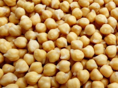 prolonged lack of rain threatens gram cultivation in bhakkar