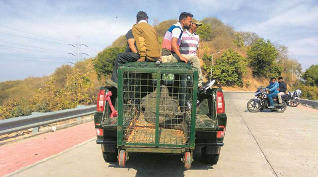 a crocodile is taken away from the sardar sarovar dam pond photo courtesy indian express a crocodile is taken away from the sardar sarovar dam pond photo courtesy indian express
