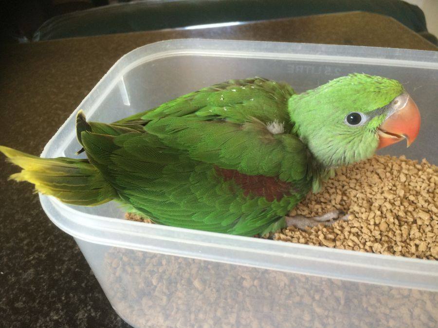 Number of raw parrots declining fast: Wildlife dept