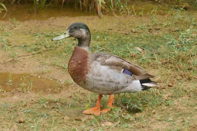 world s loneliest duck dies on pacific island niue