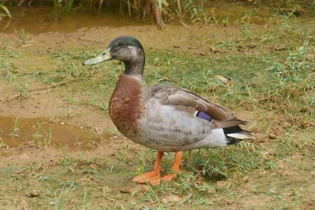trevor a mallard was dubbed the quot loneliest duck in the world quot after being blown onto isolated niue island from new zealand during a pacific stor photo afp trevor a mallard was dubbed the quot loneliest duck in the world quot after being blown onto isolated niue island from new zealand during a pacific stor photo afp