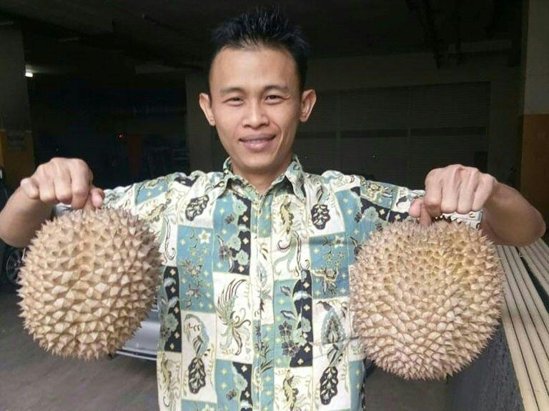 world s smelliest fruit fetches 1 000 each in indonesia