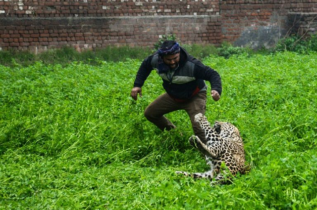 four people were hauled to the ground and bitten by the leopard before it was caught photo afp