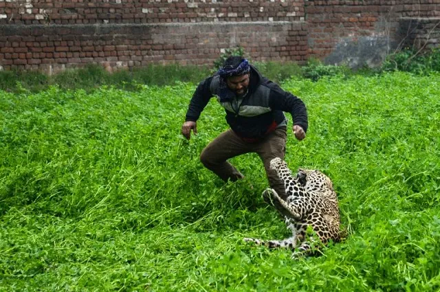 four people were hauled to the ground and bitten by the leopard before it was caught photo afp four people were hauled to the ground and bitten by the leopard before it was caught photo afp