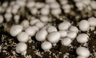 denver to vote on whether to decriminalize magic mushrooms denver to vote on whether to decriminalize magic mushrooms