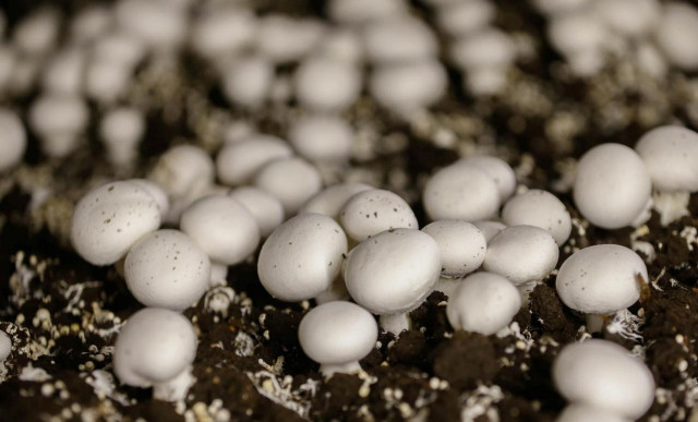 magic mushrooms photo reuters