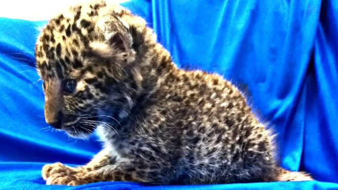 the month old female leopard cub was seized at the anna international airport in chennai india photo courtesy bbc