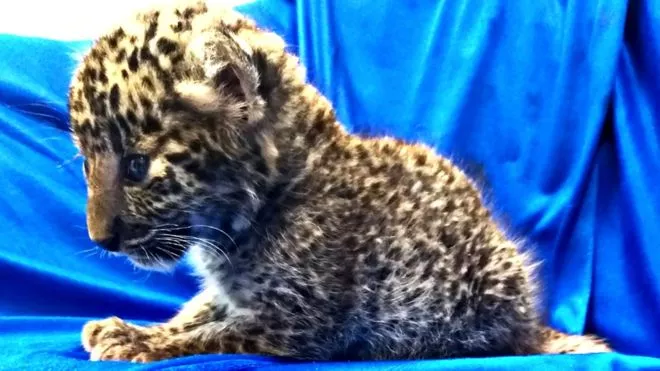 the month old female leopard cub was seized at the anna international airport in chennai india photo courtesy bbc the month old female leopard cub was seized at the anna international airport in chennai india photo courtesy bbc
