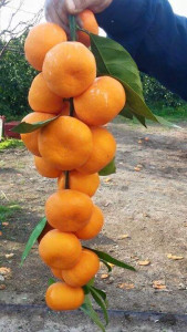 pakistan s california has some ways to grow pakistan s california has some ways to grow