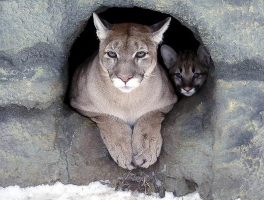 ice a three year old female north american cougar and its two month old cub look out of their den photo reuters