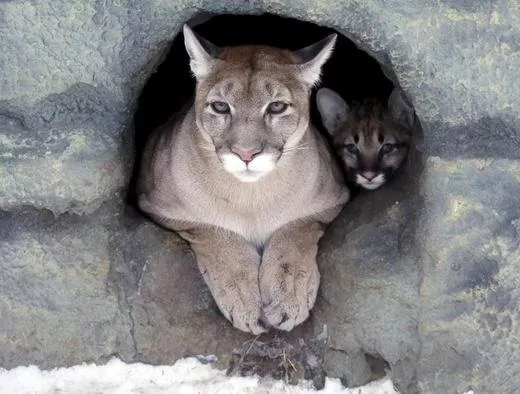 ice a three year old female north american cougar and its two month old cub look out of their den photo reuters ice a three year old female north american cougar and its two month old cub look out of their den photo reuters