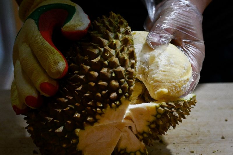 soaring demand for durians in china is being blamed for a new wave of deforestation in malaysia with environmentalists warning vast amounts of jungle is being cleared to make way for massive plantations of the spiky pungent fruit photo afp