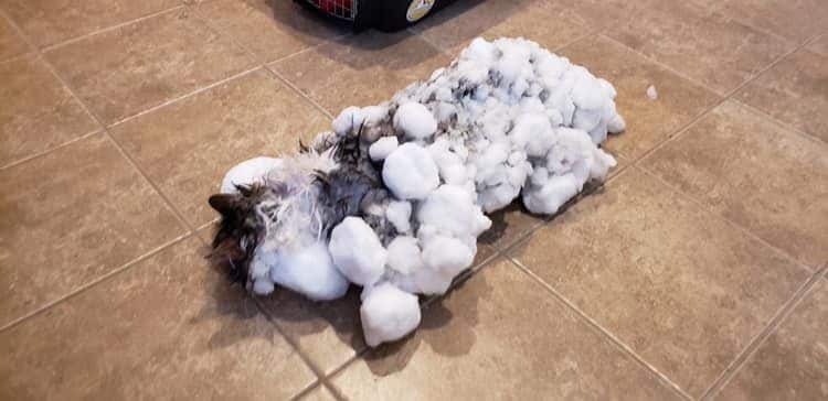 frozen cat covered in ice survives after vets rally to thaw her