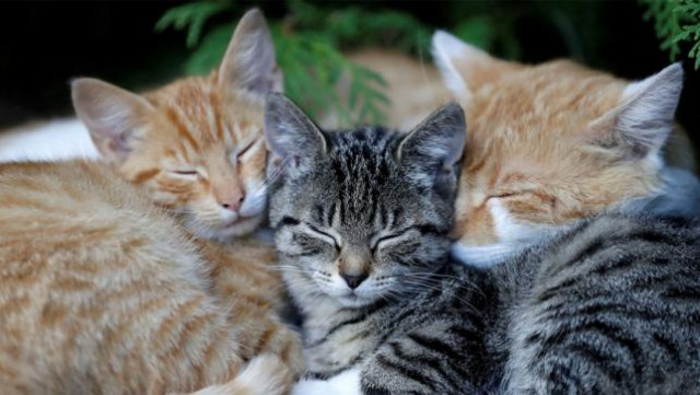 sleeping cats photo reuters file sleeping cats photo reuters file