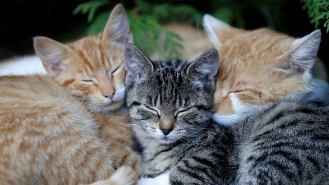 sleeping cats photo reuters file