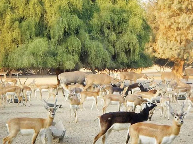 black buck and nilgai at lal suhanra national park photo file black buck and nilgai at lal suhanra national park photo file