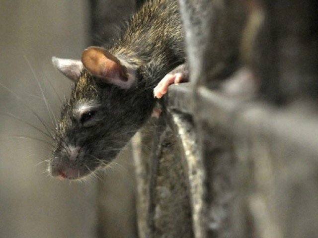 rats los angeles city hall battles rodent infestation