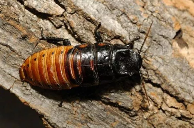 zoo officials say madagascar hissing cockroaches pictured above would likely be used for the feast photo afp zoo officials say madagascar hissing cockroaches pictured above would likely be used for the feast photo afp