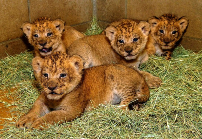 lahore safari zoo to auction surplus lion tiger cubs lahore safari zoo to auction surplus lion tiger cubs