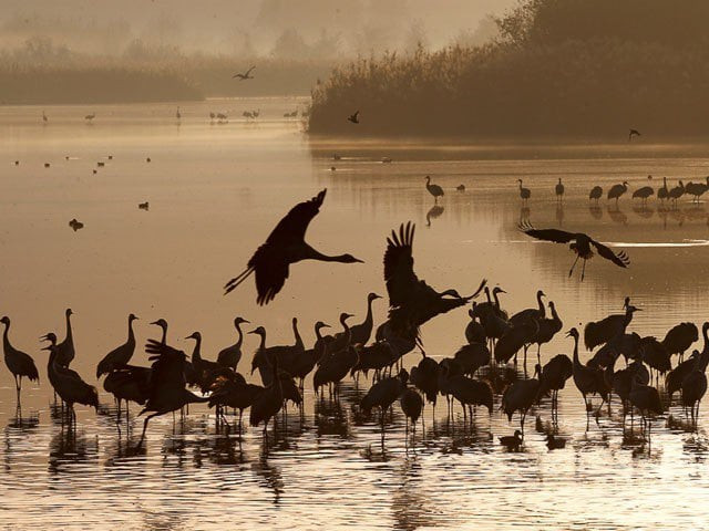 welcome no more siberian migratory birds which made their way to sindh every winter season have largely stopped coming due to various reasons photo file welcome no more siberian migratory birds which made their way to sindh every winter season have largely stopped coming due to various reasons photo file