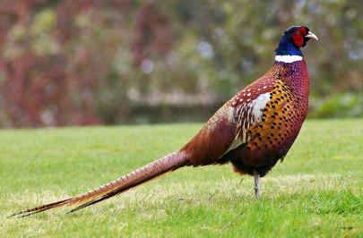 three day pheasant shooting event concludes