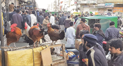 chicken meat prices skyrocket as inflation bites poultry farms chicken meat prices skyrocket as inflation bites poultry farms