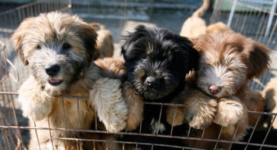 landlord charged with killing drowning dogs in khairpur landlord charged with killing drowning dogs in khairpur