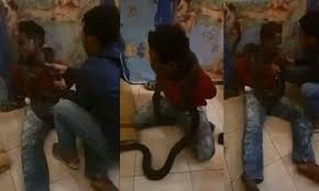 authorities say action will be taken against those involved for wrapping live snake around his neck screengrab twitter authorities say action will be taken against those involved for wrapping live snake around his neck screengrab twitter