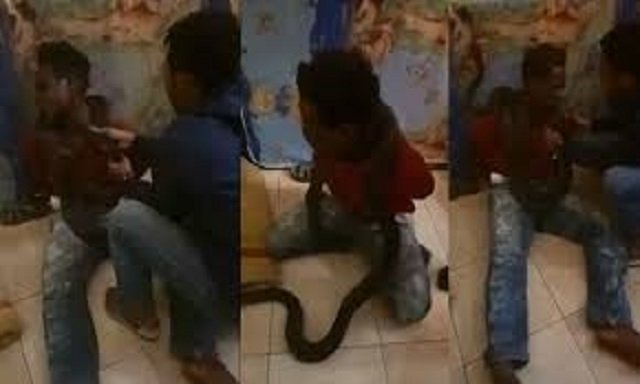 watch police use snake during interrogation in indonesia