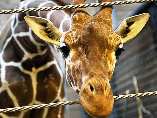 lahore zoo invites citizens to adopt a friend