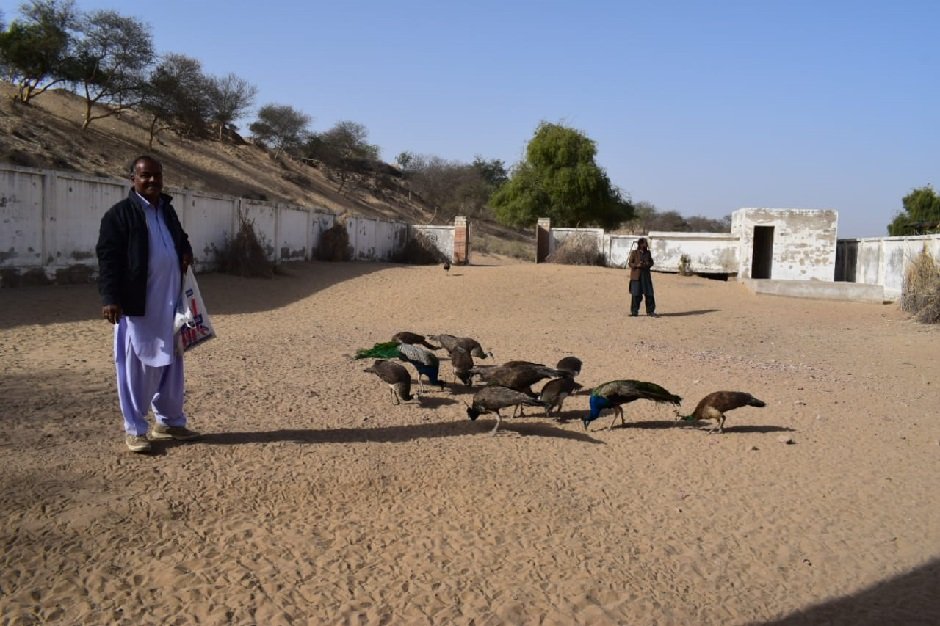 in tharparkar a teacher struggles to keep peacocks alive