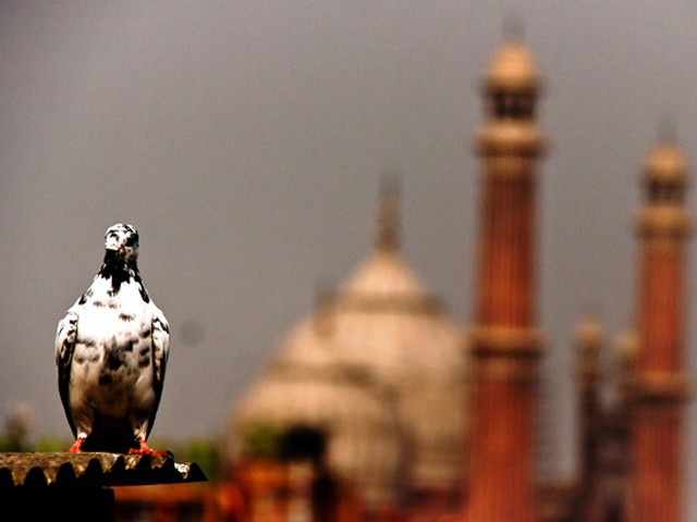 flocks of pigeon were once a guaranteed spectacle whenever people would pass through the old city photo zahoor ahmed flocks of pigeon were once a guaranteed spectacle whenever people would pass through the old city photo zahoor ahmed