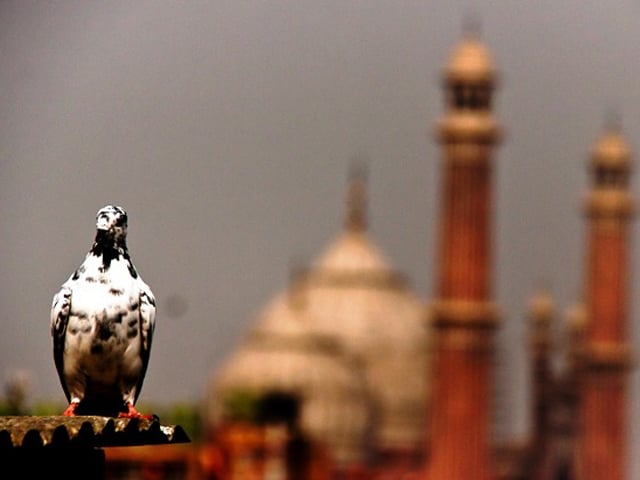 flocks of pigeon were once a guaranteed spectacle whenever people would pass through the old city photo zahoor ahmed