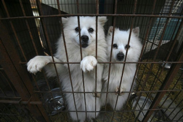 the animal protection group humane society international saved about 200 dogs at a dog farm in hongseong 150 kilometres south of seoul photo afp the animal protection group humane society international saved about 200 dogs at a dog farm in hongseong 150 kilometres south of seoul photo afp