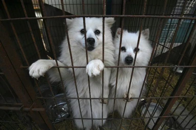 the animal protection group humane society international saved about 200 dogs at a dog farm in hongseong 150 kilometres south of seoul photo afp the animal protection group humane society international saved about 200 dogs at a dog farm in hongseong 150 kilometres south of seoul photo afp