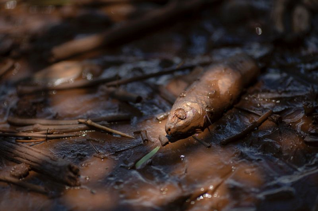 officials have warned locals off using water from the paraopeba river    pictured days after the disaster    for drinking watering animals or irrigation photo afp