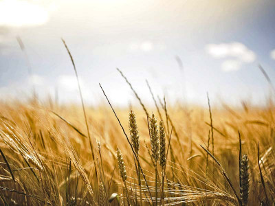 pakistan decides to export 500 000 tons of wheat pakistan decides to export 500 000 tons of wheat