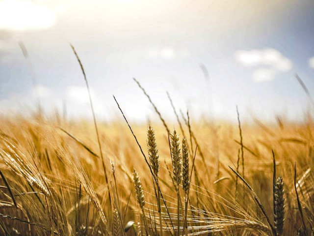 an agricultural expert believes the government has to award subsidy on export to make it commercially viable photo file an agricultural expert believes the government has to award subsidy on export to make it commercially viable photo file