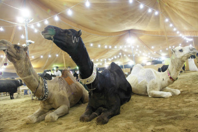 gruesome camel fights still a favourite pastime gruesome camel fights still a favourite pastime