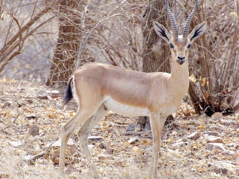 desert protection teams manage to conserve wildlife species