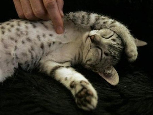 a sentence of five years imprisonment and a penalty can be awarded for the murder of a cat photo reuters a sentence of five years imprisonment and a penalty can be awarded for the murder of a cat photo reuters