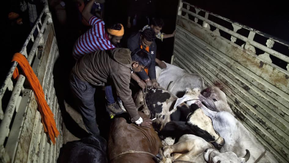 the slaughter of cows which are revered by hindus is a powder keg issue in secular india photo courtesy hrw