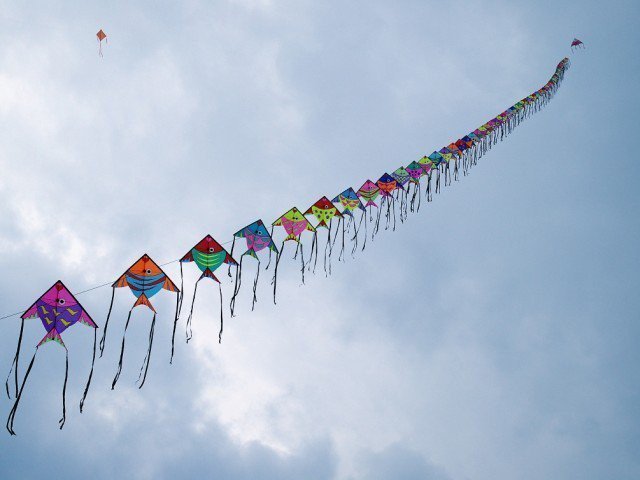 Deadly strings attached to kite flying : The Tribune India