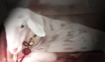 are you okay with sacrificing tortured animals on eid are you okay with sacrificing tortured animals on eid